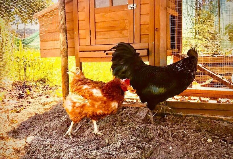 Пансион Avó Rosa Guesthouse