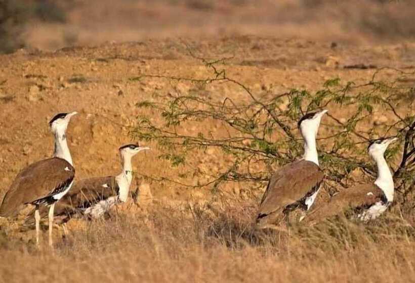 Hotell Royal Jaisalmer Resort With Swimming Pool