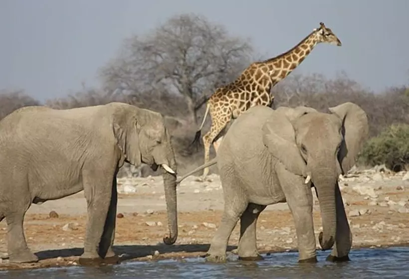 هتل Shikamasha Etosha Game Lodge