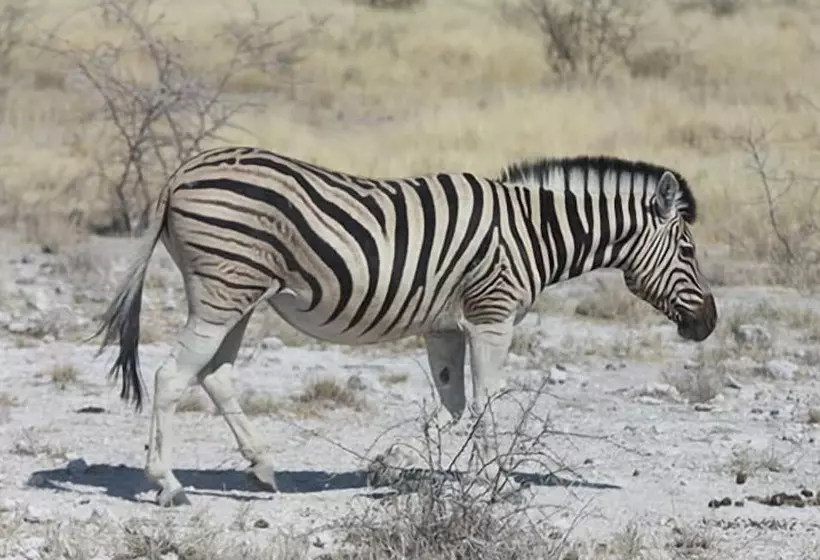 هتل Shikamasha Etosha Game Lodge