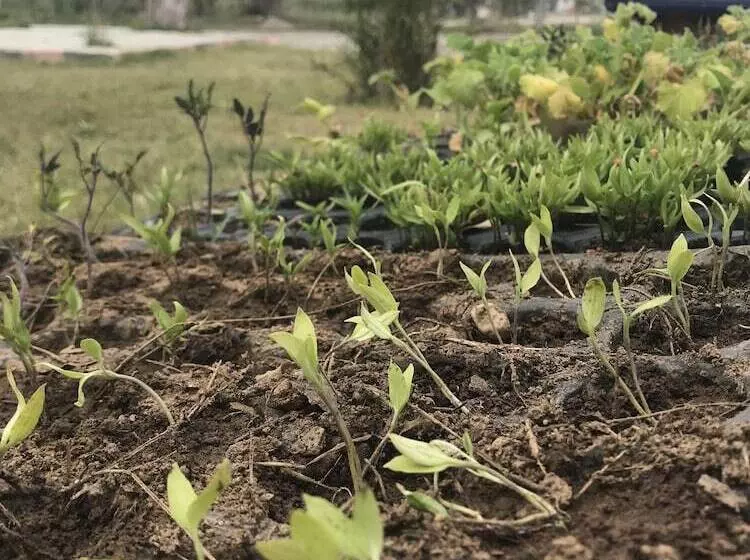 Otel Mayaluna Ecolodge