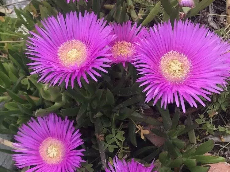 Otel Mayaluna Ecolodge