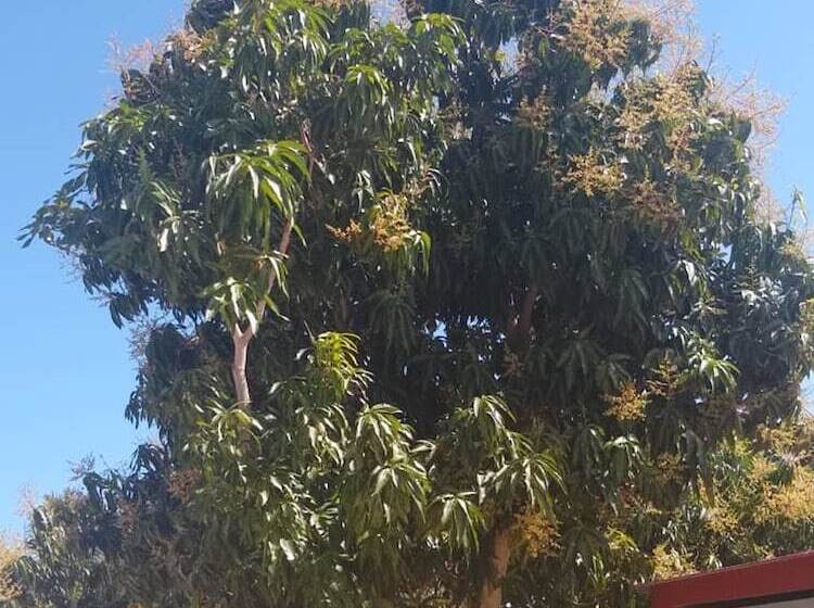 민박 Hostal Los Mangos