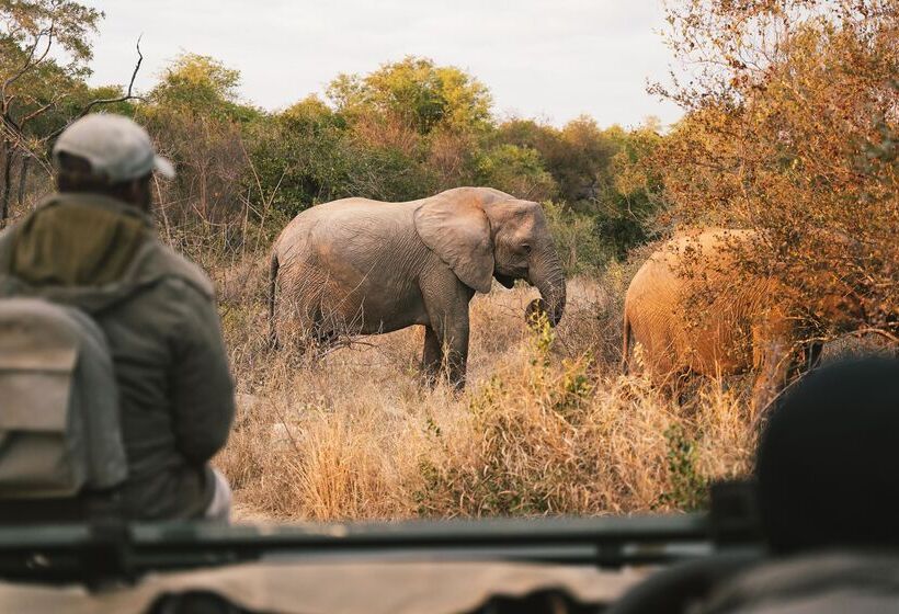 בית מלון כפרי Simbavati Hilltop Lodge