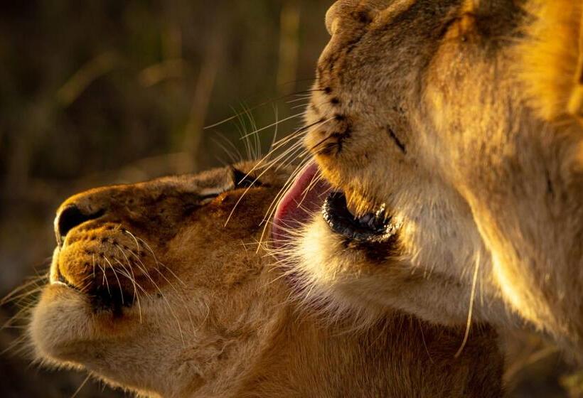 בית מלון כפרי Simbavati Hilltop Lodge