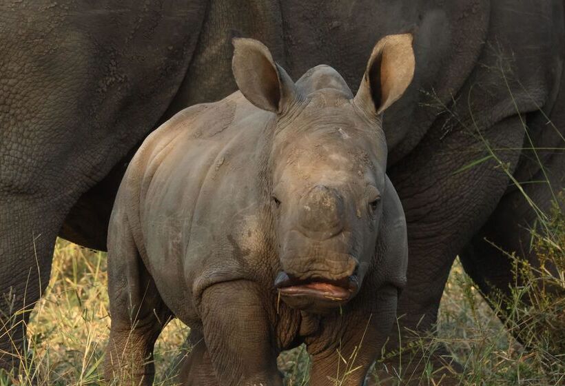 בית מלון כפרי Simbavati Hilltop Lodge