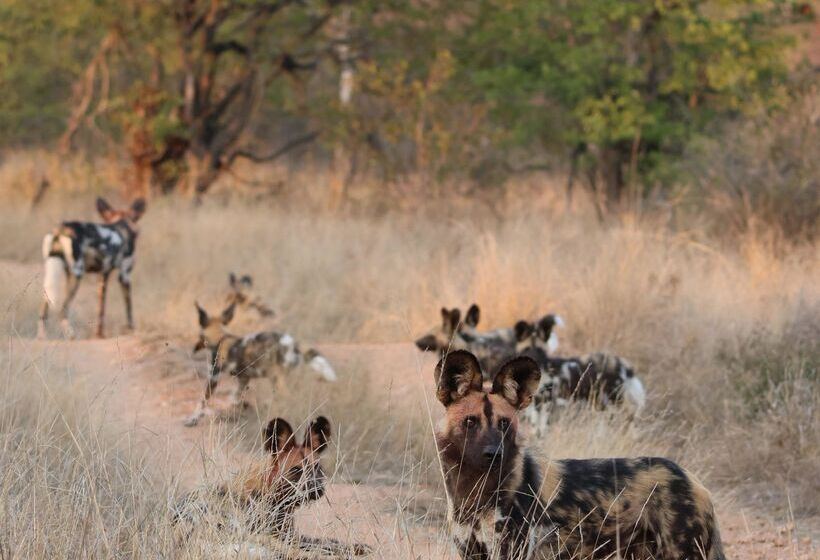 בית מלון כפרי Simbavati Hilltop Lodge