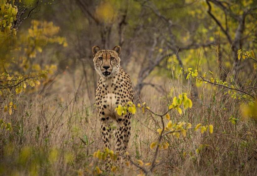 בית מלון כפרי Simbavati Hilltop Lodge