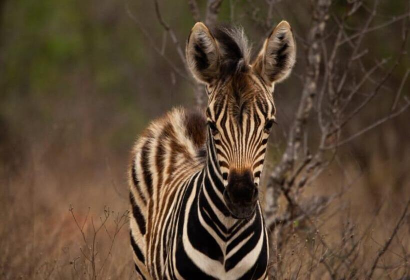 בית מלון כפרי Simbavati Hilltop Lodge