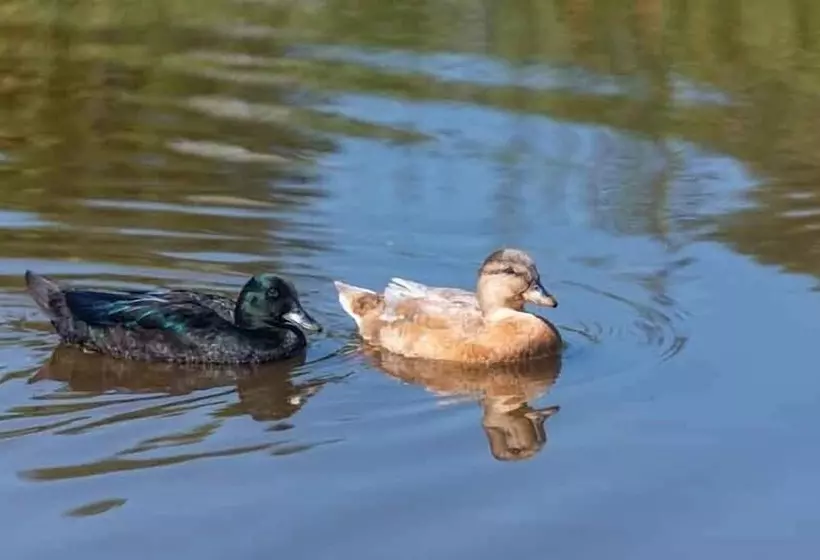 Frankaborough Farm Holiday Cottages