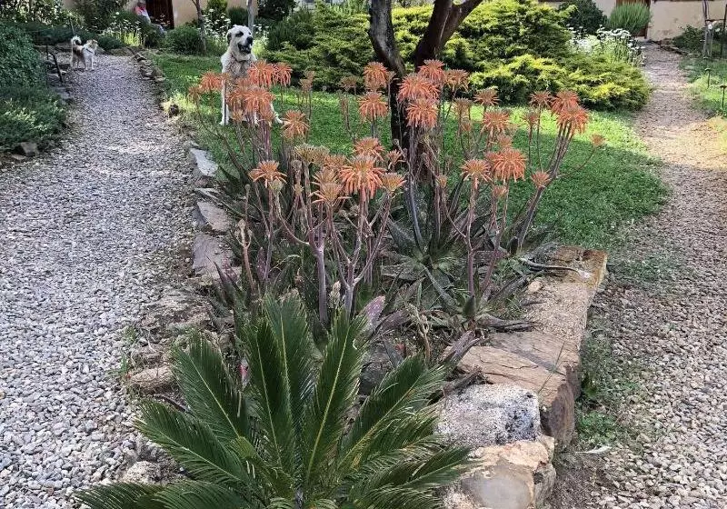 ベッドアンドブレックファースト La Cerca Del Alcornoque