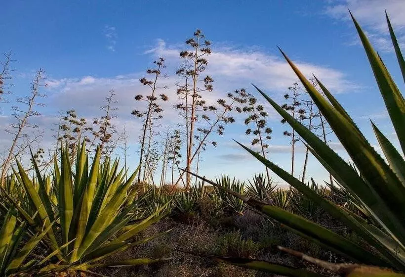 簡易ホテル La Palmera. El Amanecer En El Parque Natural
