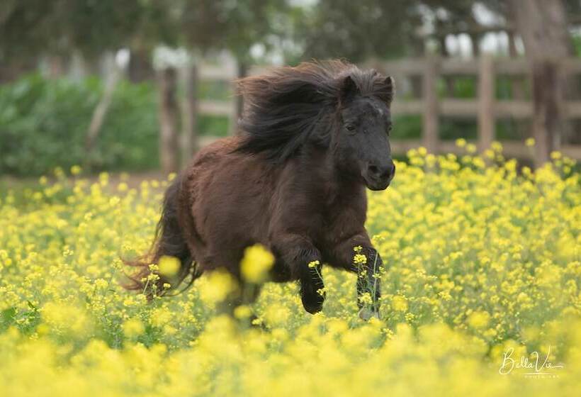 هتل Cortijo El Indiviso