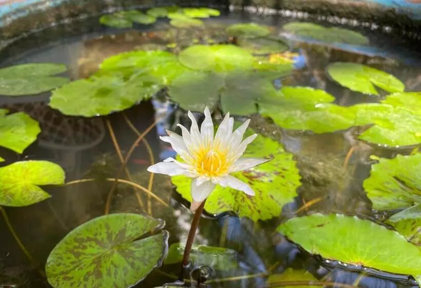 ホテル Pakmeng Resort