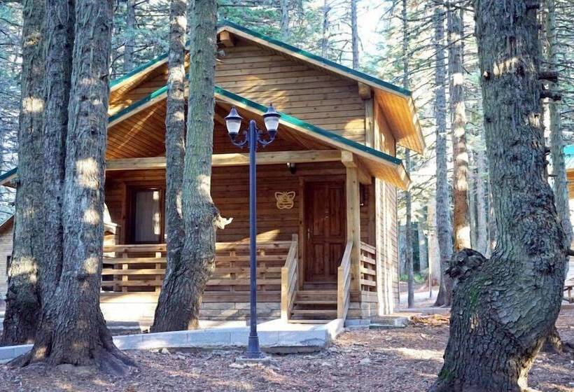 Karinna Forest Houses