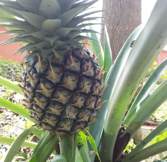 ホテル Beautiful Flower Resort