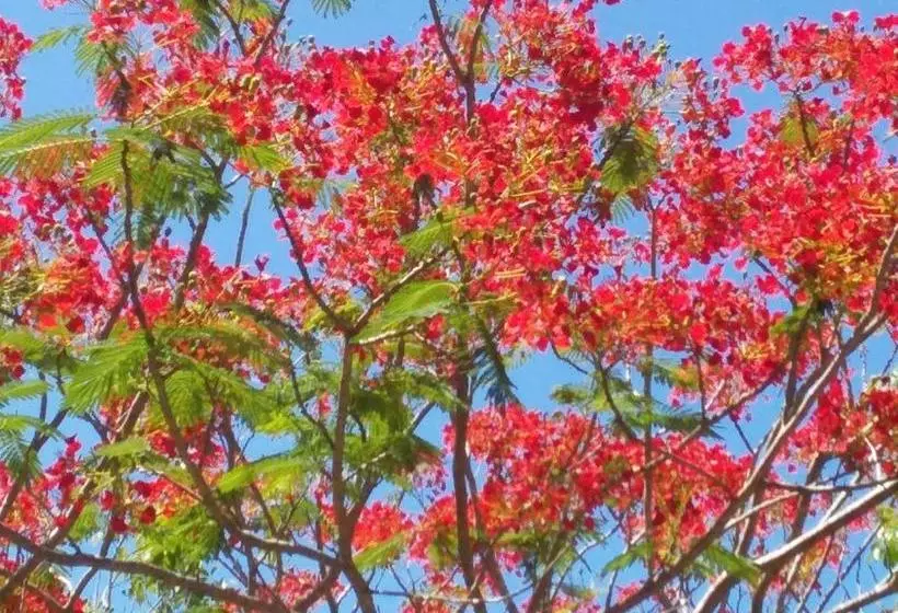 ホテル Beautiful Flower Resort