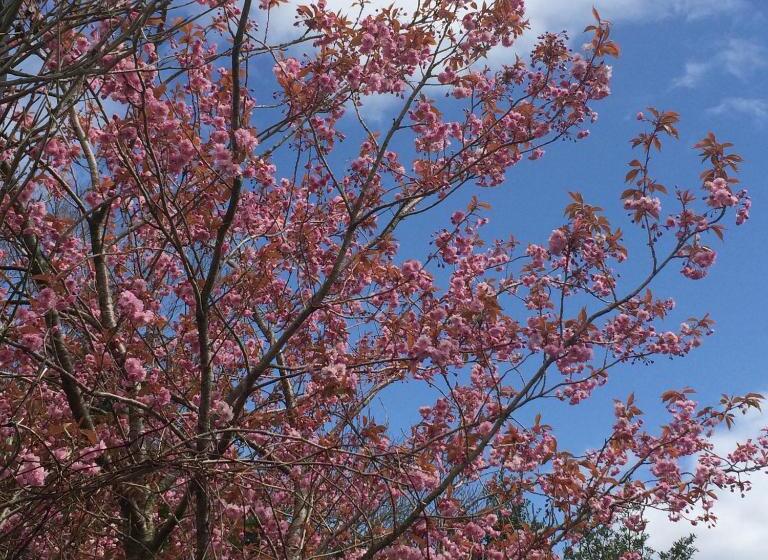 Pensionat Arbour Guest House