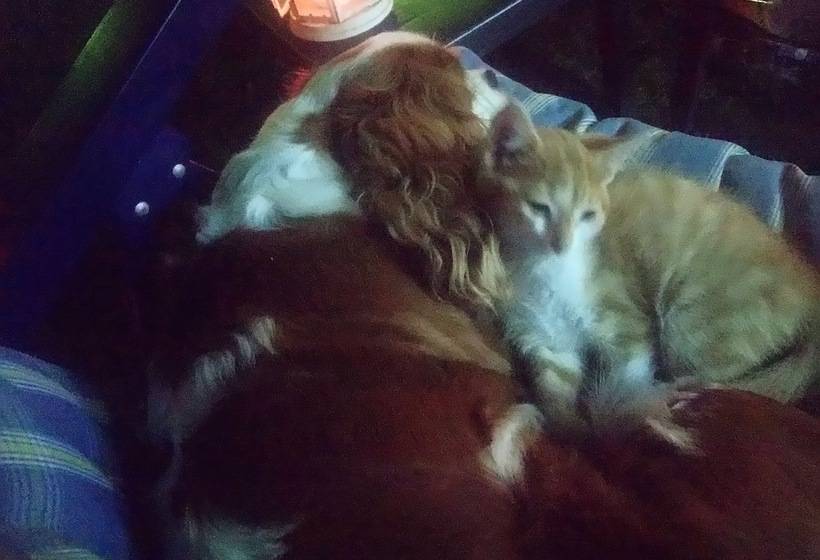 펜션 Bahceli Konak