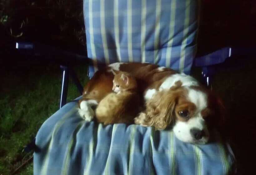 펜션 Bahceli Konak