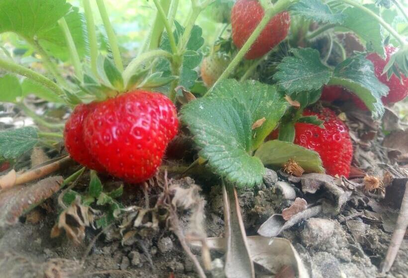 펜션 Bahceli Konak