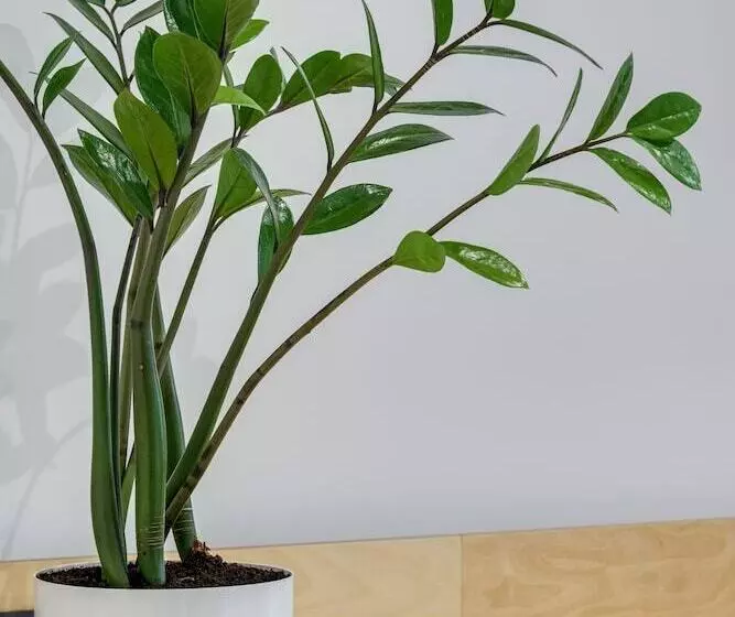 Centrooms Kropivnizkogo