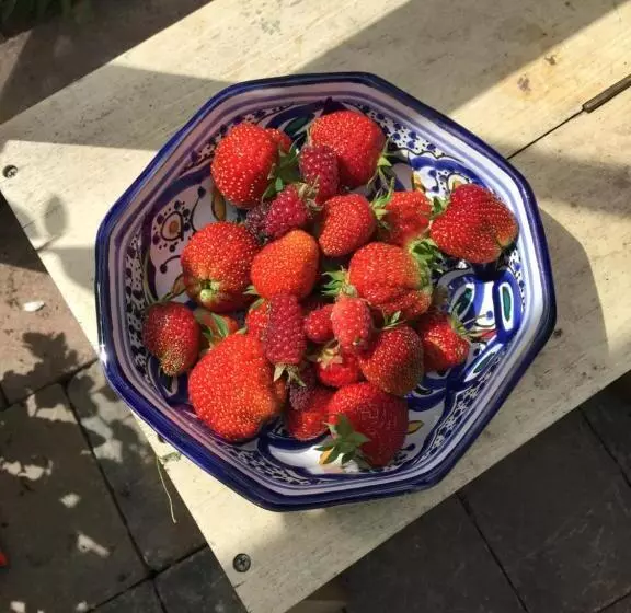 Rosemount Boutique B&b