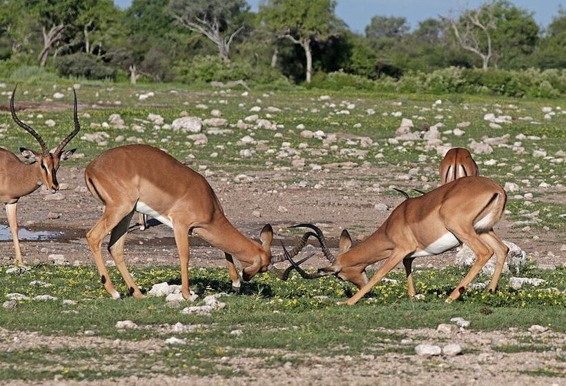 هتل Kavumba Recreation Center