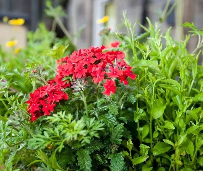 Hotelli Richmond House