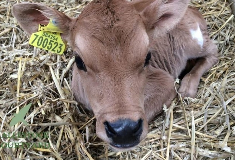 Callestock Courtyard