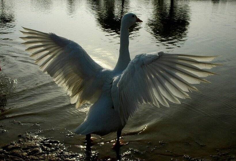 ホテル Ibishouse Farm Stay