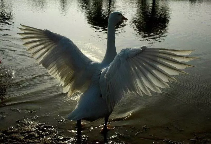 Hotelli Ibishouse Farm Stay