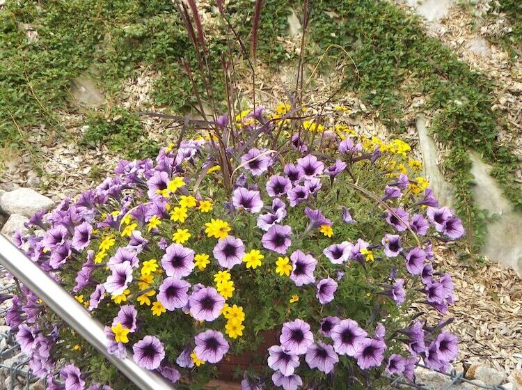 Pansiyon Gasthof Zum Löwen Enzklösterle