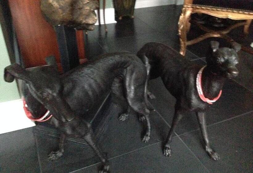 צימר Old Ivy Walk