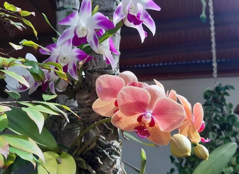 בית מלון כפרי Areia Do Atlantico