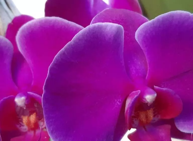 ホテル Areia Do Atlantico