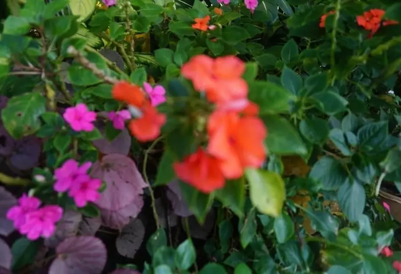 پانسیون Villa Hortensia