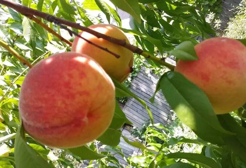 Glory Inn Downtown Bed & Breakfast