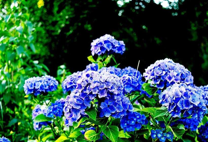 ホテル Albrechtshof Gohrisch