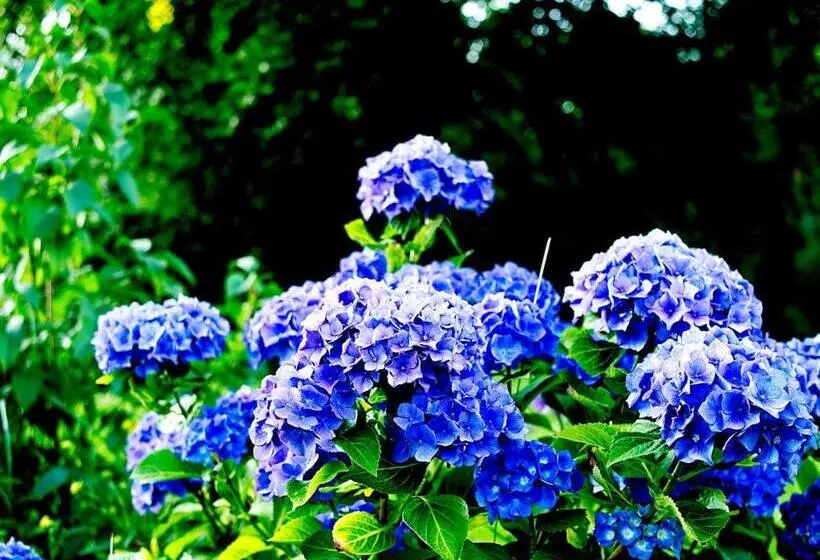 ホテル Albrechtshof Gohrisch