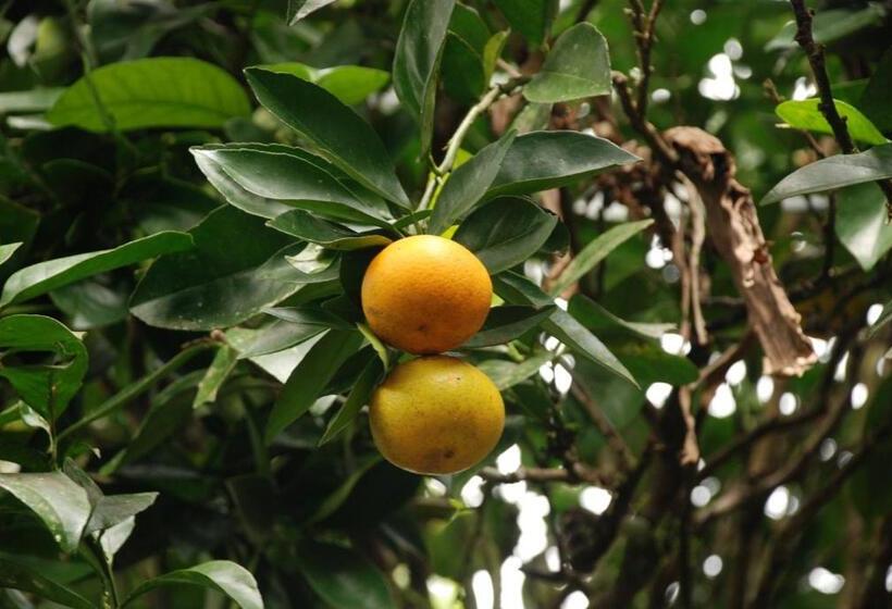 هتل San Agustin Internacional
