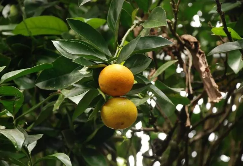 Hotelli San Agustin Internacional