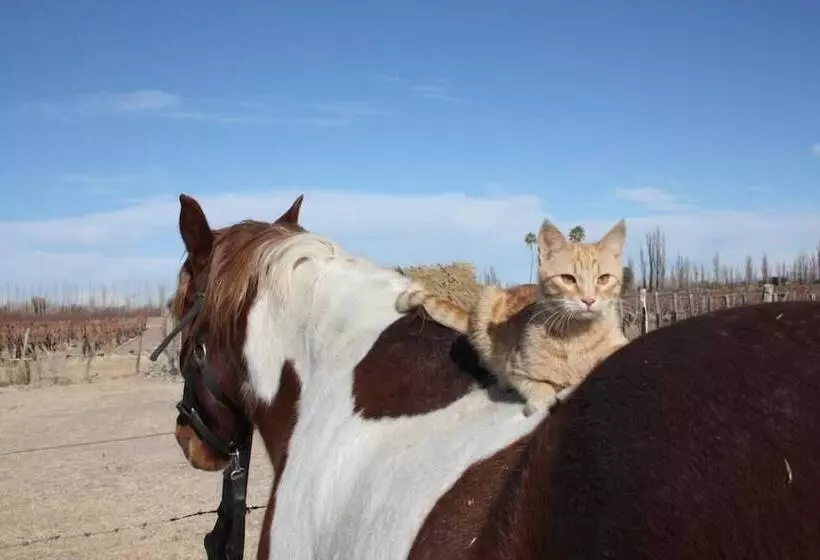 Hotelli Finca La Carmelita