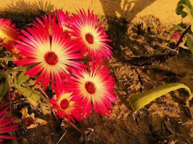 בית מלון כפרי Dev Bhoomi Farms & Cottages