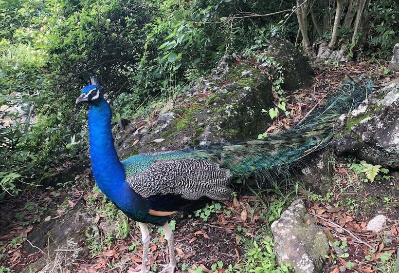 هتل Forest Villa Olive