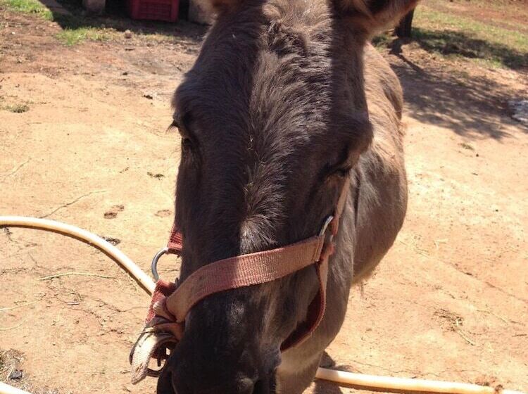 교외 호텔 Agriturismo Le Calie