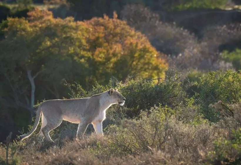 Hotelli Shamwari Sindile