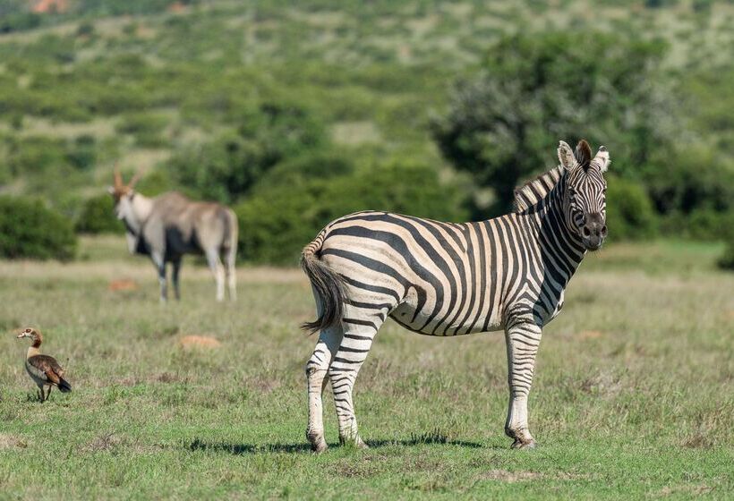 فندق Shamwari Sindile