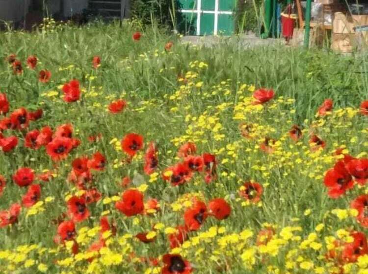 Nocleg ze śniadaniem Iris Mini