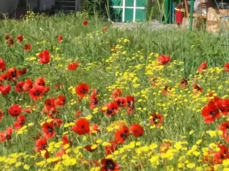 Aamiaismajoitus (B&B) Iris Mini